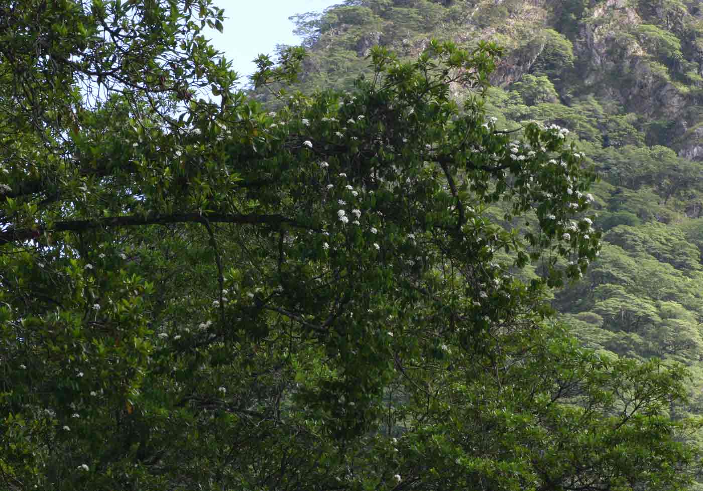Saba comorensis Saba comorensis