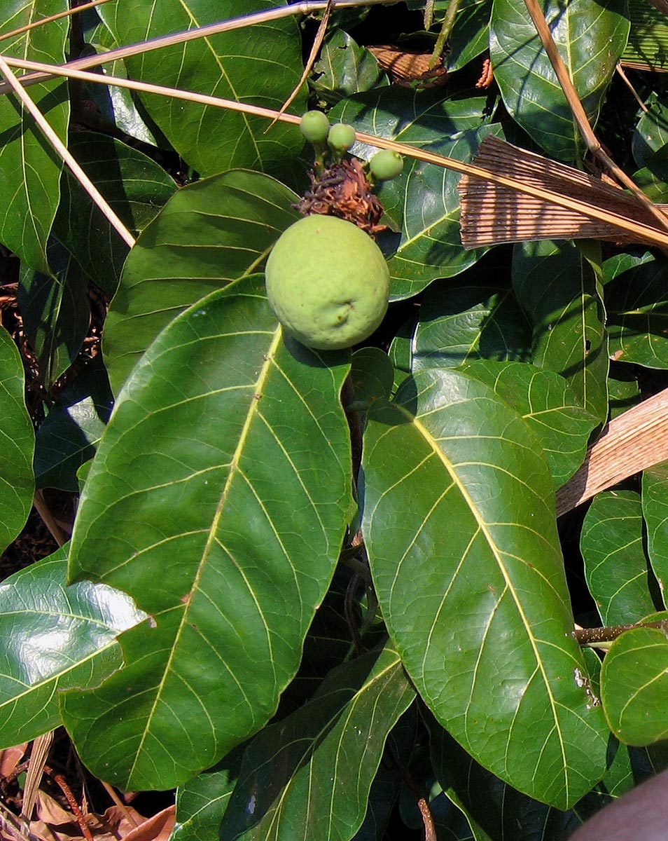 Saba comorensis Saba comorensis