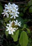 Saba comorensis