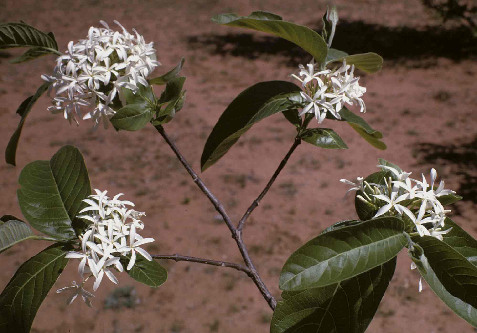 Holarrhena pubescens Holarrhena pubescens