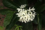 Holarrhena pubescens
