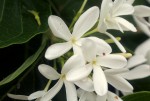Holarrhena pubescens