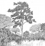 Holarrhena pubescens