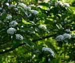 Holarrhena pubescens