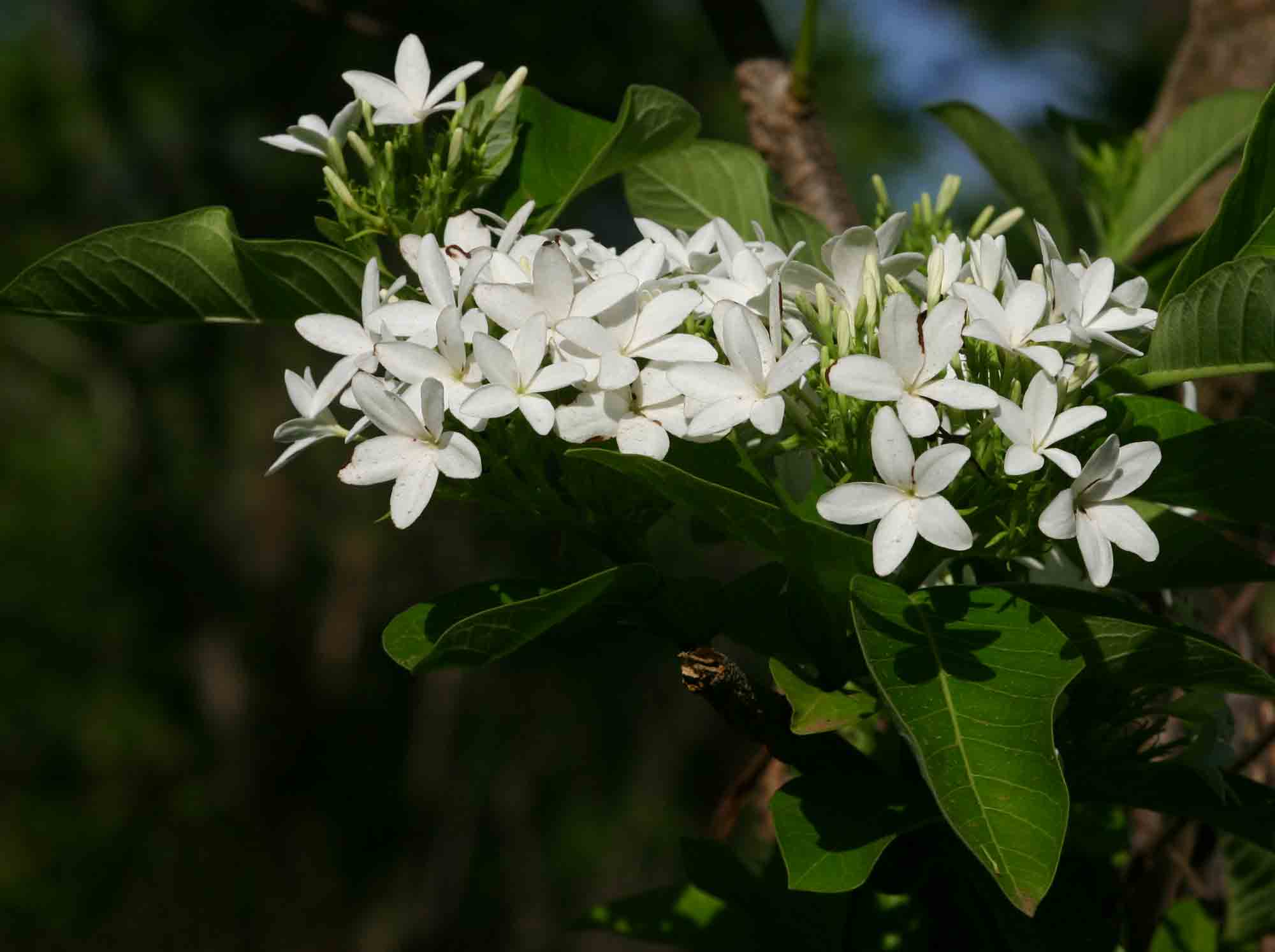 Holarrhena pubescens Holarrhena pubescens
