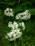 Holarrhena pubescens