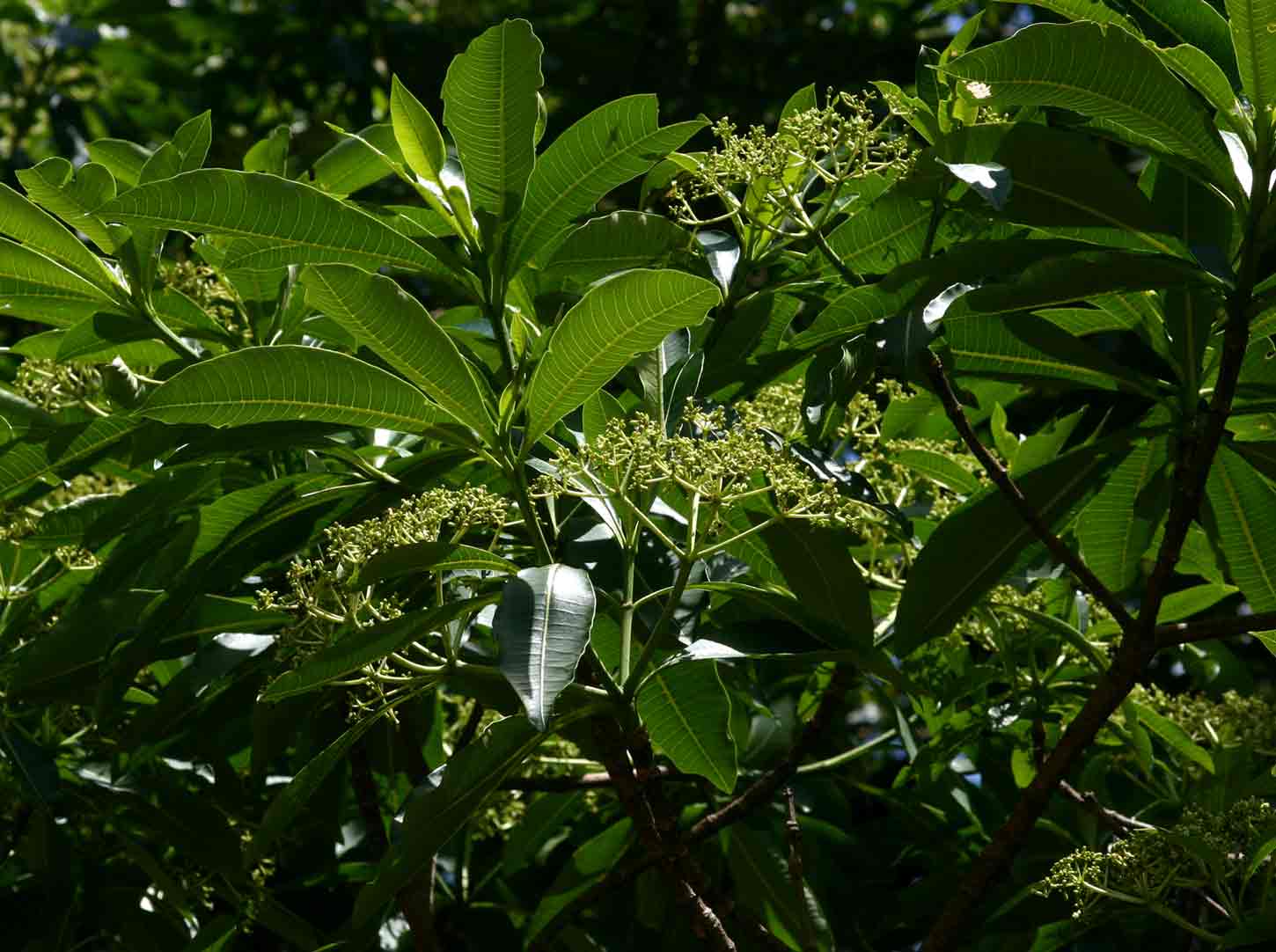 Rauvolfia afra