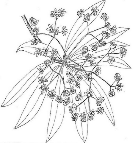Rauvolfia afra