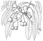 Rauvolfia afra
