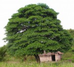 Rauvolfia afra