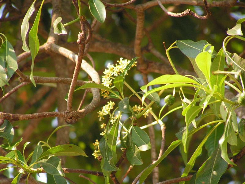Rauvolfia afra