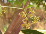 Rauvolfia afra