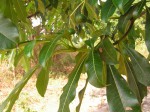 Rauvolfia afra