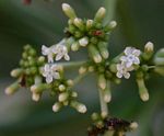 Rauvolfia afra