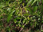 Rauvolfia afra