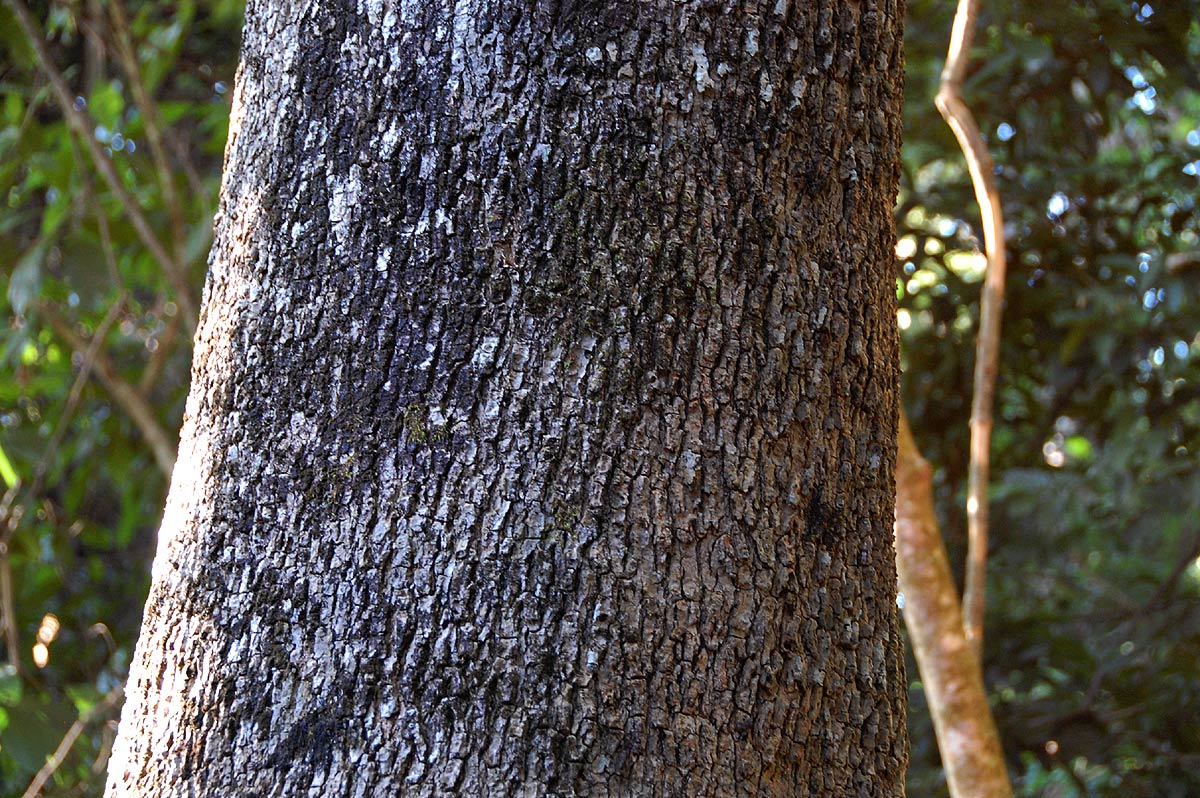 Rauvolfia afra Rauvolfia afra