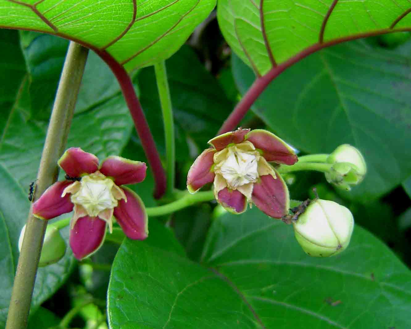 Mondia whitei Mondia whitei