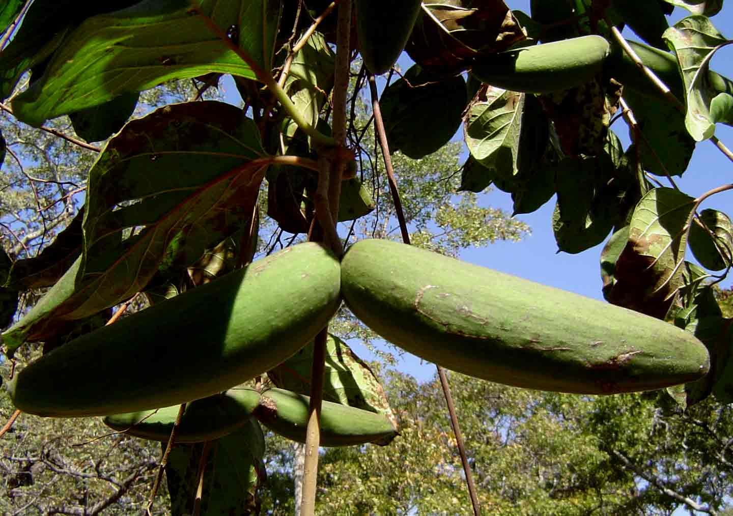 Mondia whitei Mondia whitei