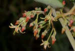 Tacazzea apiculata