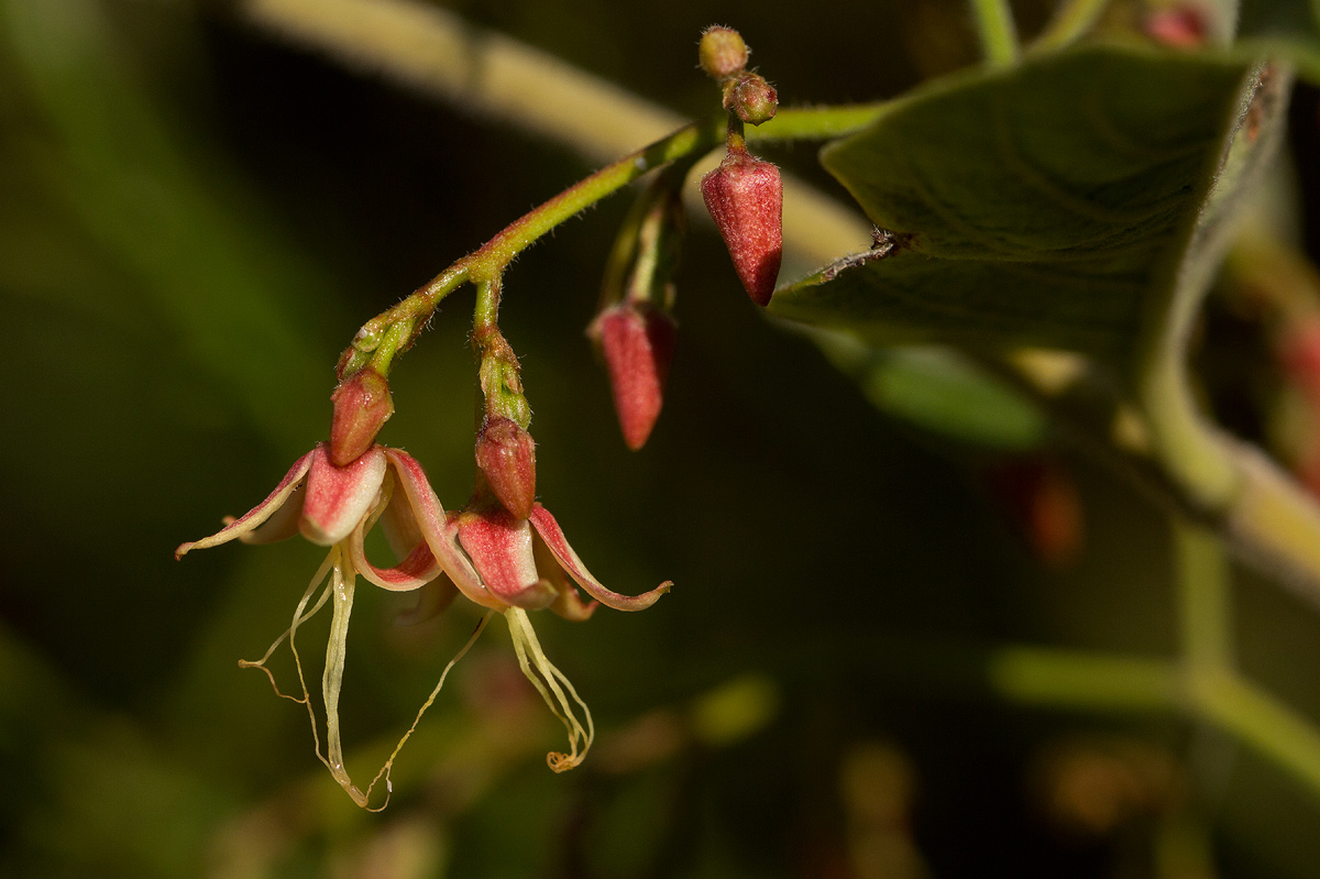 Tacazzea apiculata Tacazzea apiculata