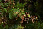 Tacazzea apiculata
