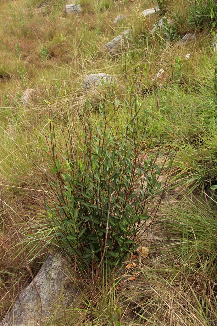 Cryptolepis oblongifolia Cryptolepis oblongifolia