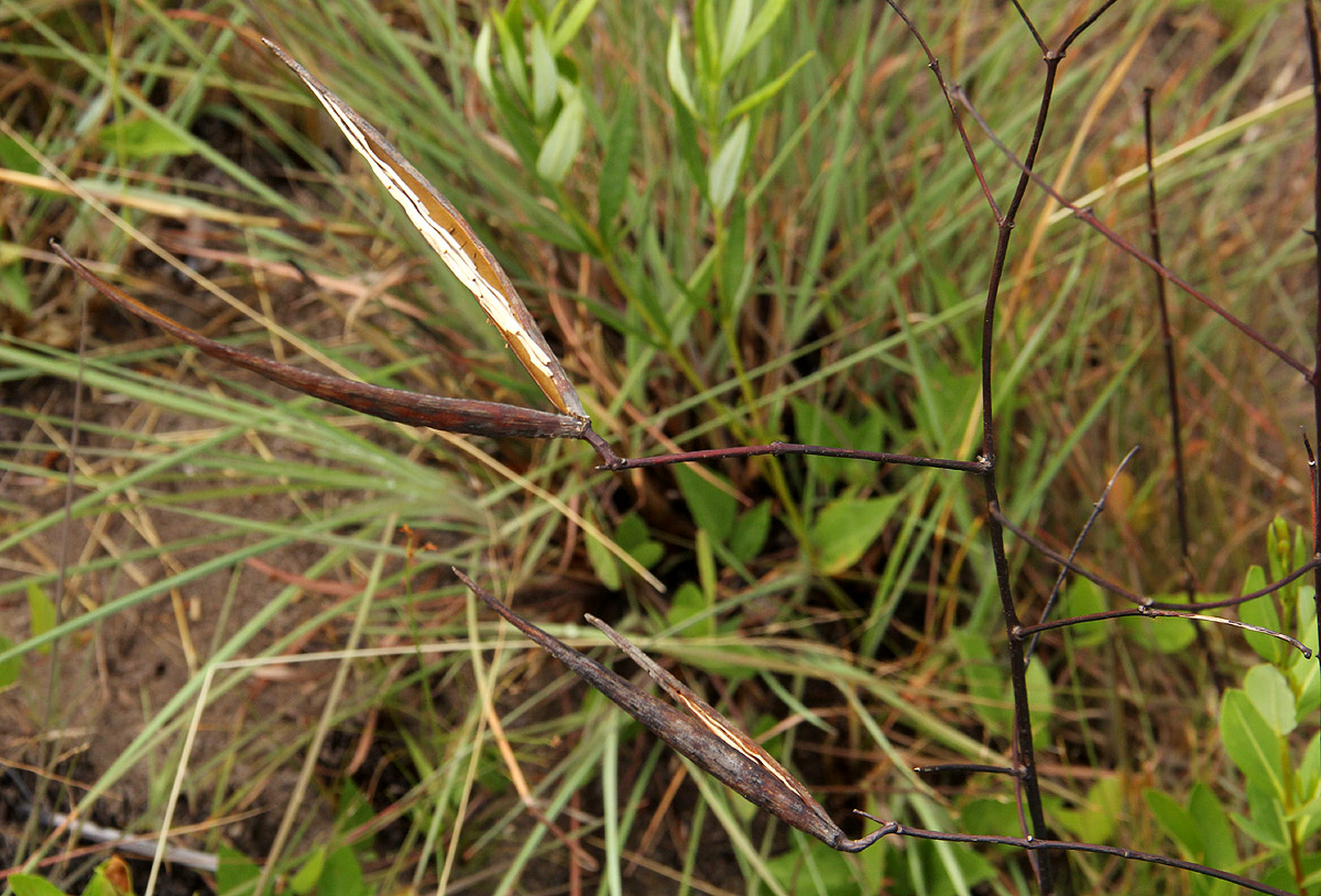 Cryptolepis oblongifolia Cryptolepis oblongifolia