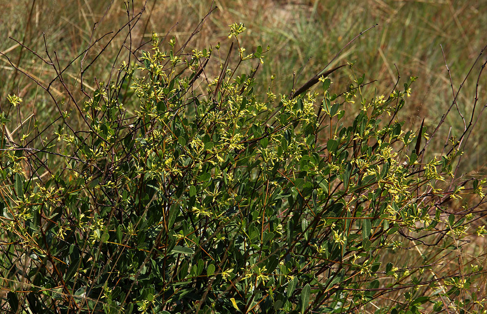Cryptolepis oblongifolia Cryptolepis oblongifolia