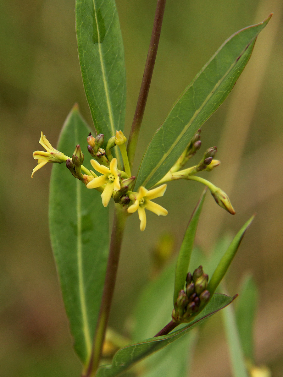 Cryptolepis oblongifolia Cryptolepis oblongifolia