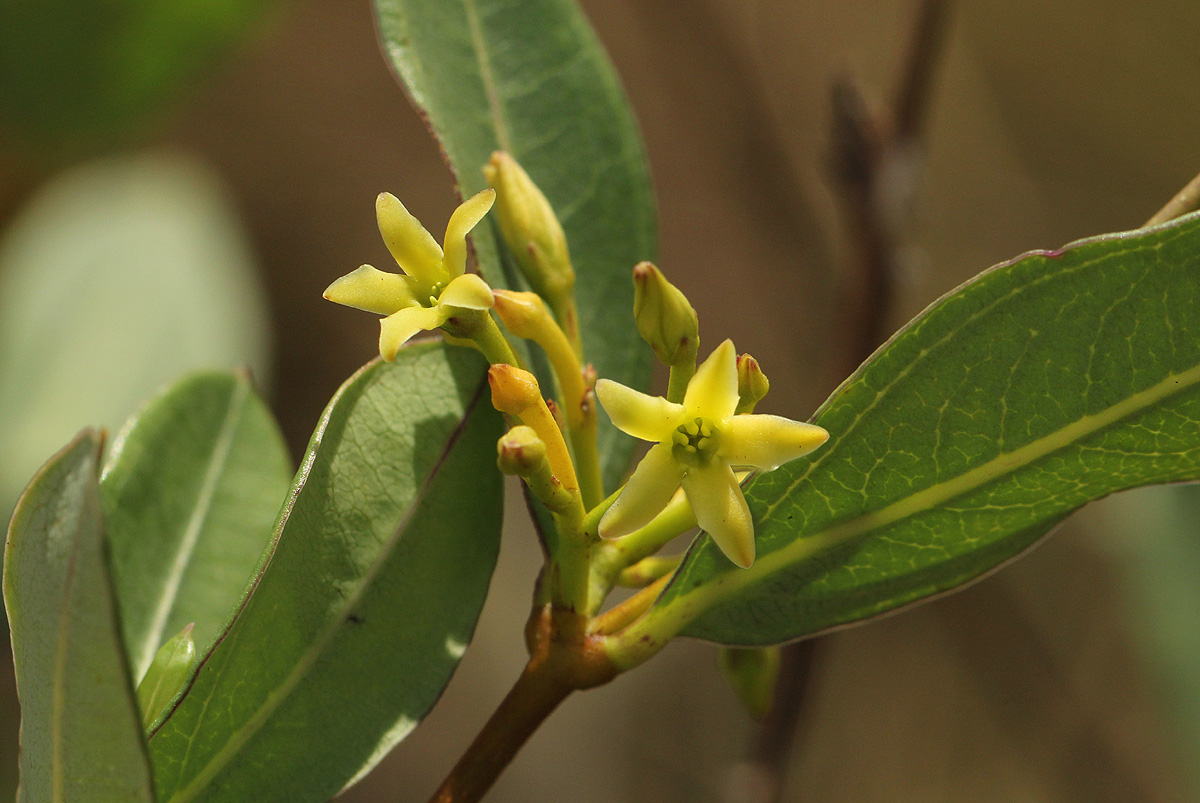 Cryptolepis oblongifolia Cryptolepis oblongifolia
