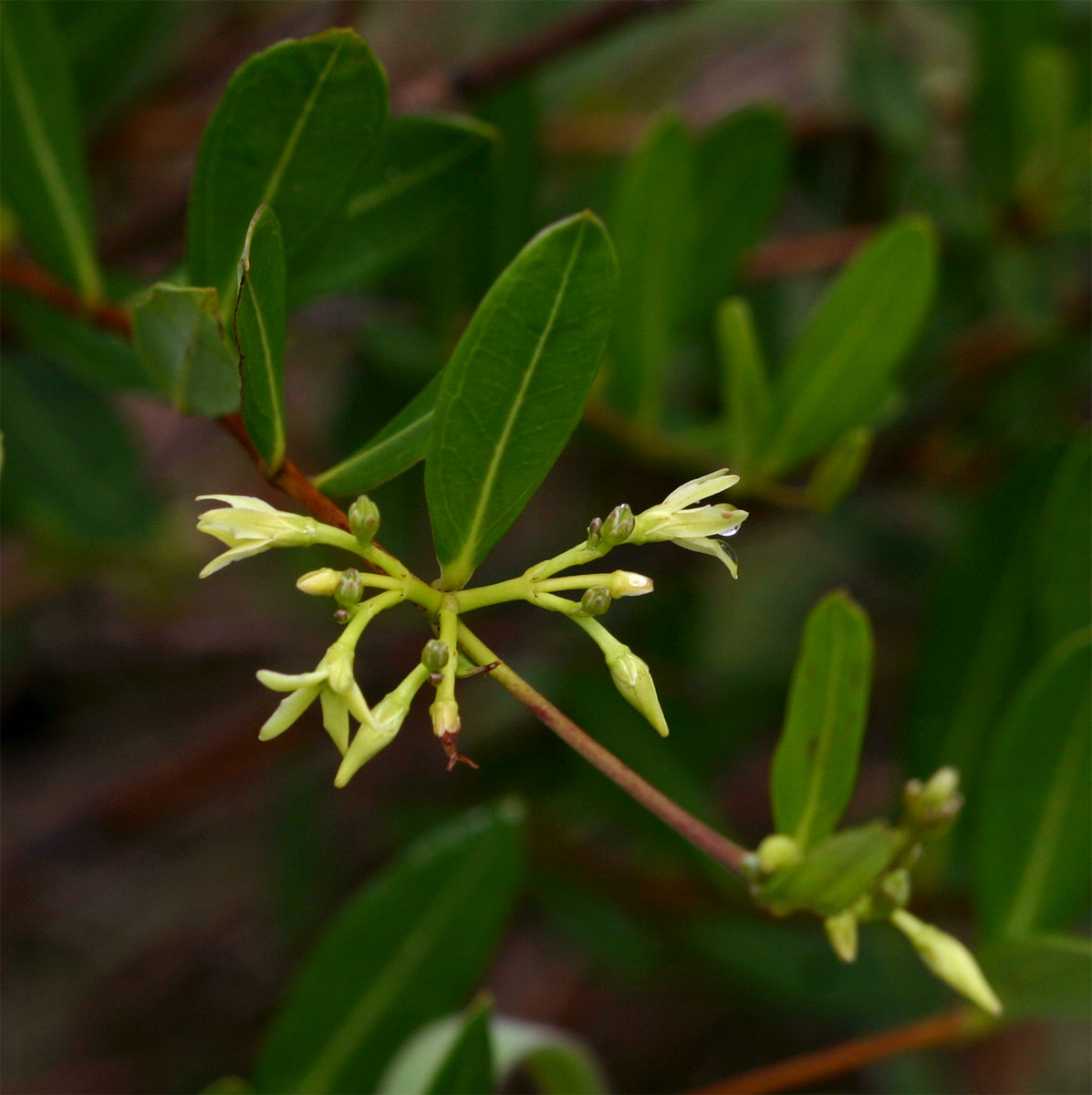Cryptolepis oblongifolia Cryptolepis oblongifolia