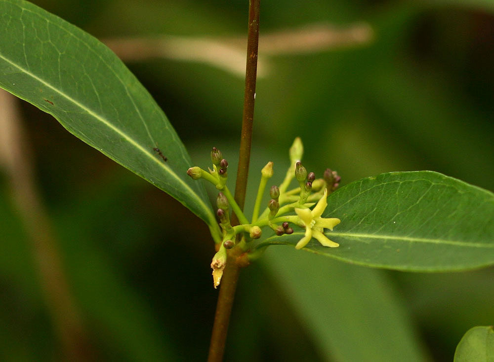 Cryptolepis oblongifolia Cryptolepis oblongifolia