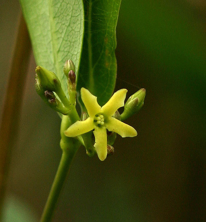 Cryptolepis oblongifolia Cryptolepis oblongifolia