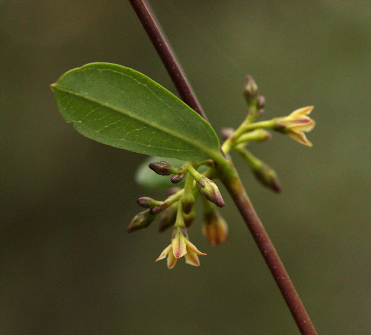 Cryptolepis oblongifolia Cryptolepis oblongifolia