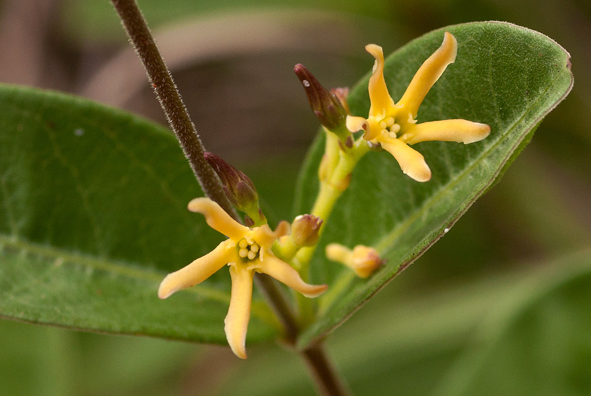 Cryptolepis oblongifolia Cryptolepis oblongifolia