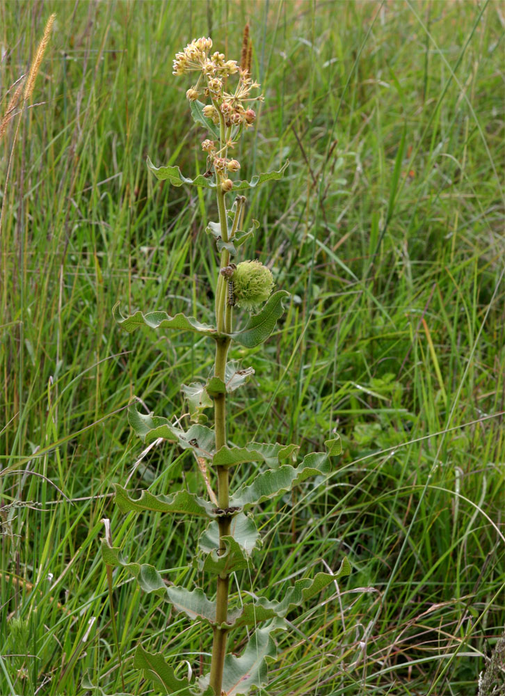 Xysmalobium undulatum Xysmalobium undulatum