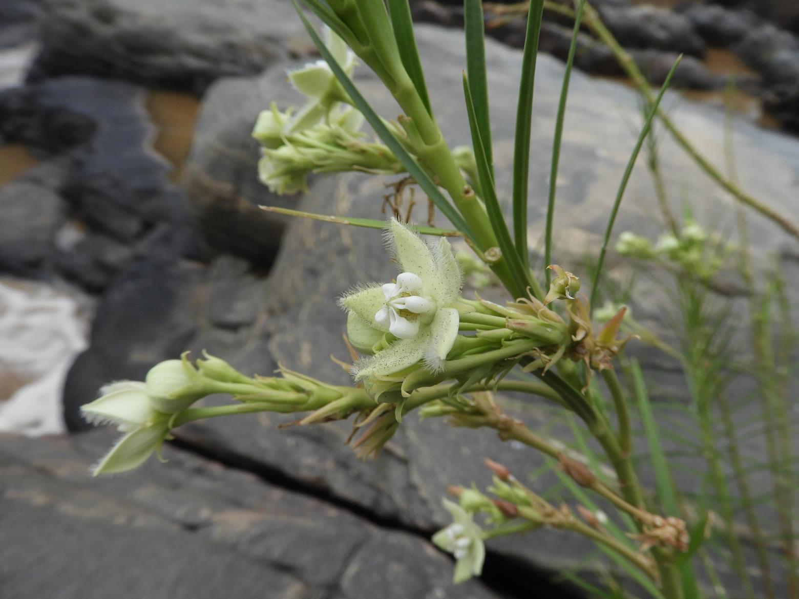 Kanahia laniflora Kanahia laniflora