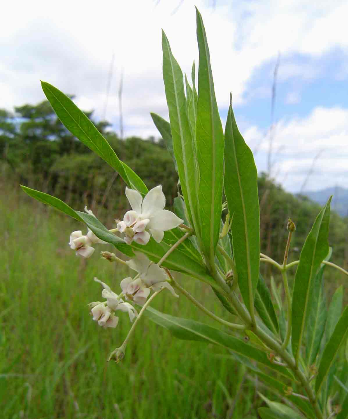 Gomphocarpus physocarpus Gomphocarpus physocarpus