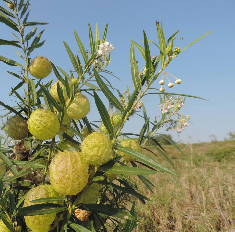 Gomphocarpus physocarpus