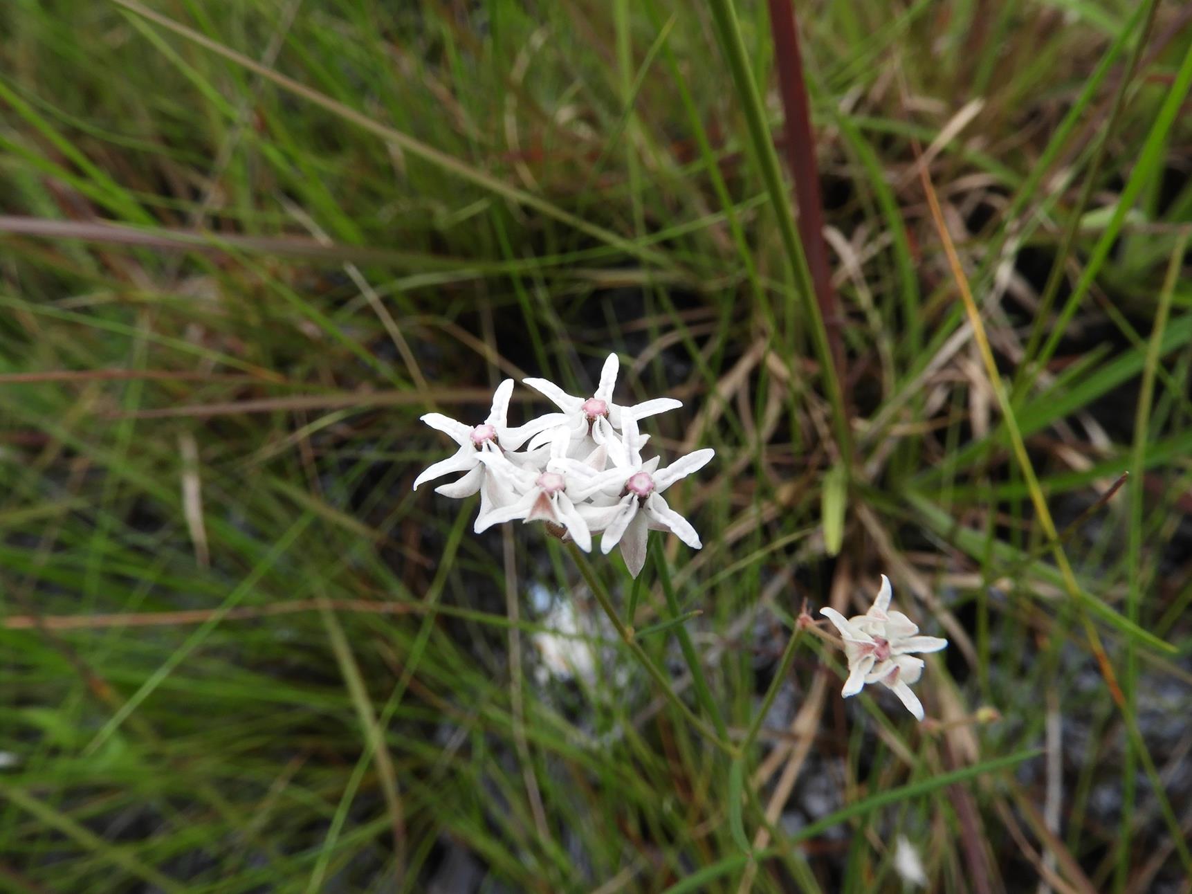 Asclepias randii Asclepias randii