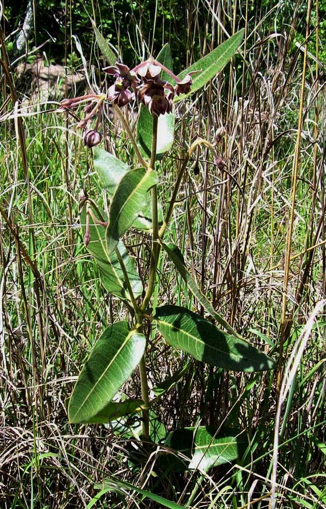 Pachycarpus bisacculatus