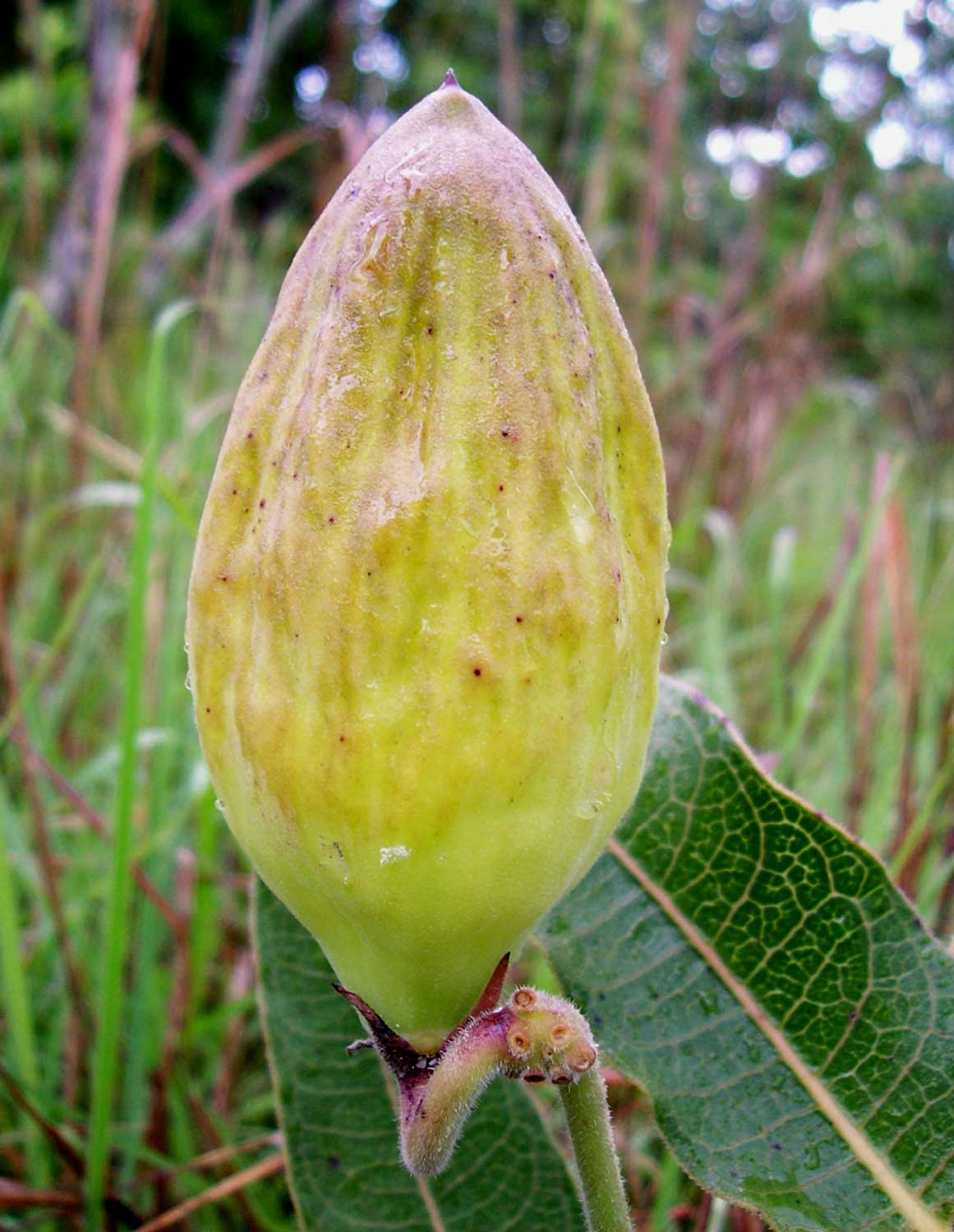Pachycarpus bisacculatus Pachycarpus bisacculatus