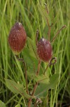 Pachycarpus bisacculatus
