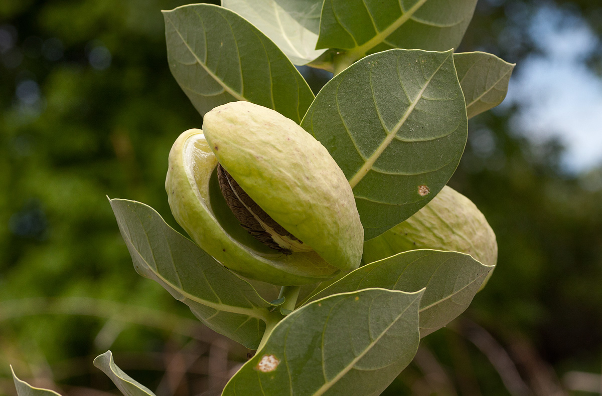 Calotropis procera Calotropis procera