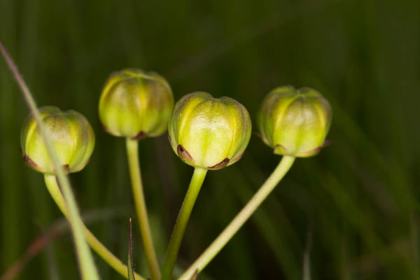 Stathmostelma fornicatum subsp. fornicatum Stathmostelma fornicatum subsp. fornicatum