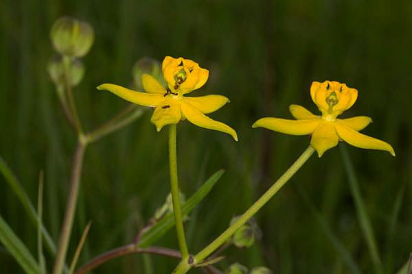 Stathmostelma fornicatum subsp. fornicatum Stathmostelma fornicatum subsp. fornicatum