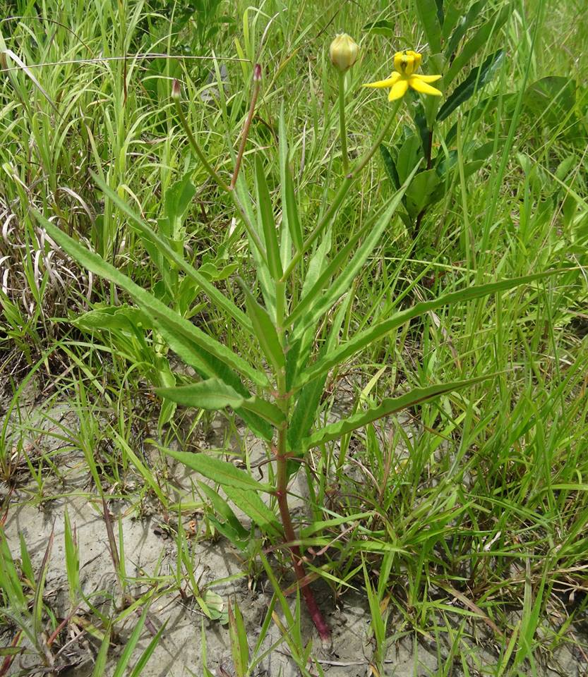 Stathmostelma fornicatum subsp. fornicatum Stathmostelma fornicatum subsp. fornicatum