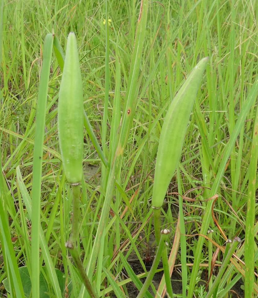 Stathmostelma fornicatum subsp. fornicatum Stathmostelma fornicatum subsp. fornicatum