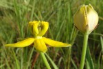 Stathmostelma fornicatum subsp. fornicatum