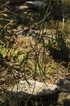 Cynanchum viminale subsp. suberosum